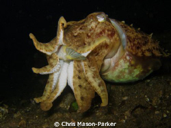 Cuttlefish eating a boxfish, Lembeh Strait. Taken with my... by Chris Mason-Parker 